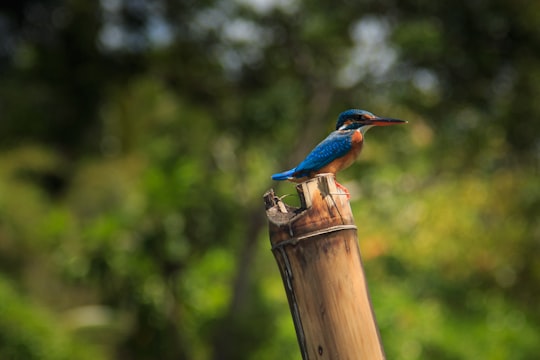 blue and brown bird on brown wooden post during daytime in Kerala India