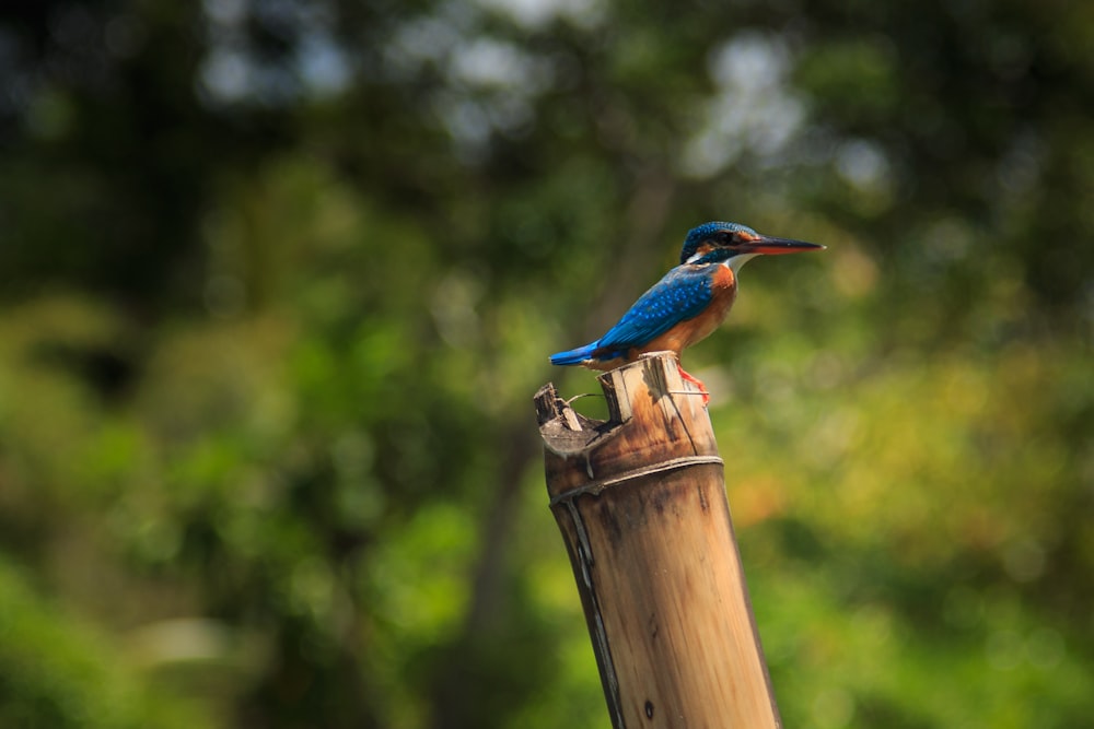 blue and brown bird on brown wooden post during daytime