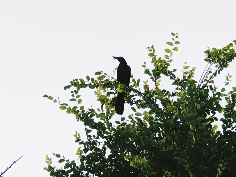 black bird on green tree during daytime