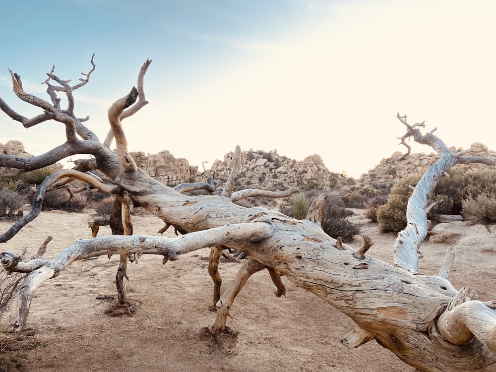 brown tree trunk on brown dirt ground