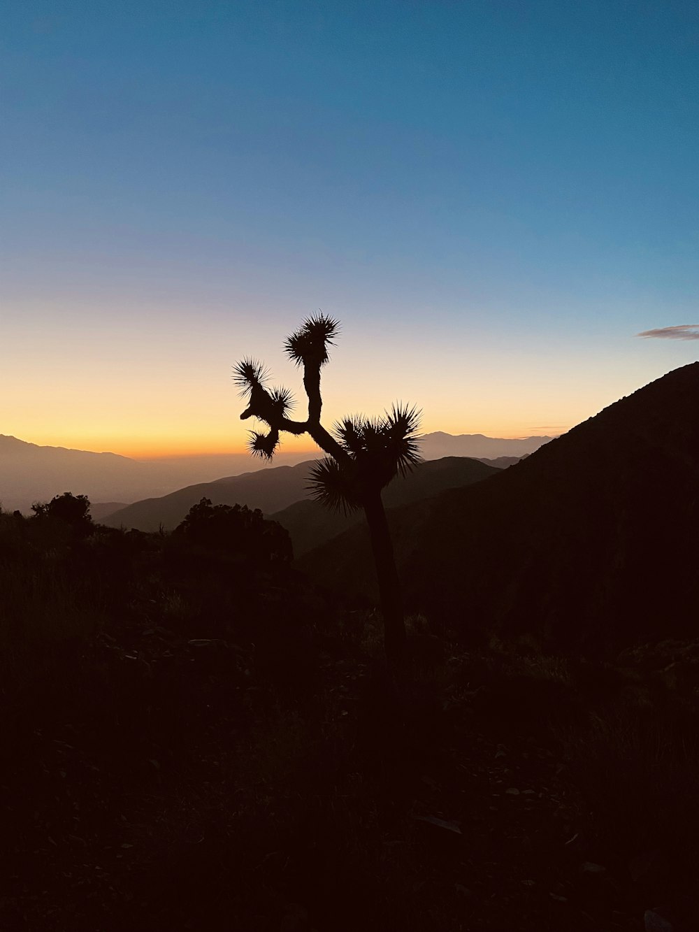 silhouette of tree on hill during sunset