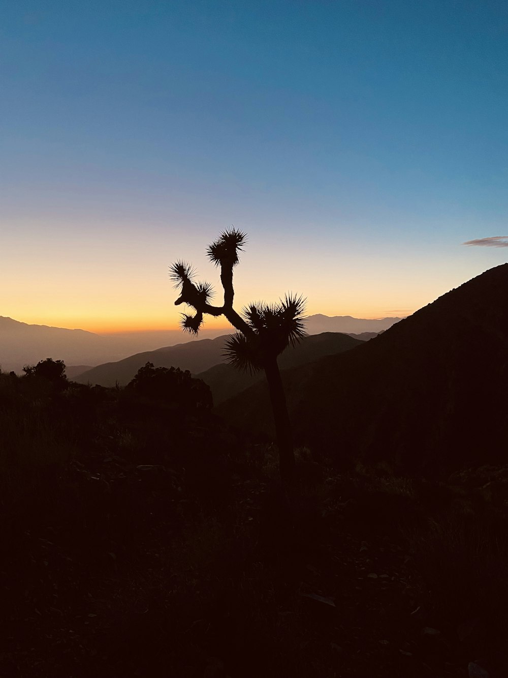 silhouette d’arbre sur la colline pendant le coucher du soleil