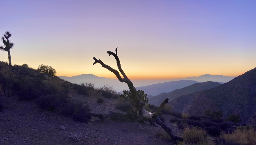 bare tree on mountain during sunset