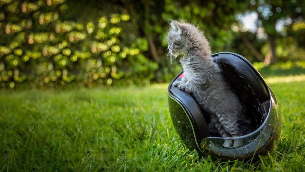 Silver Tabby Cat auf schwarz-grauem Motorradsitz auf grünem Rasenplatz tagsüber