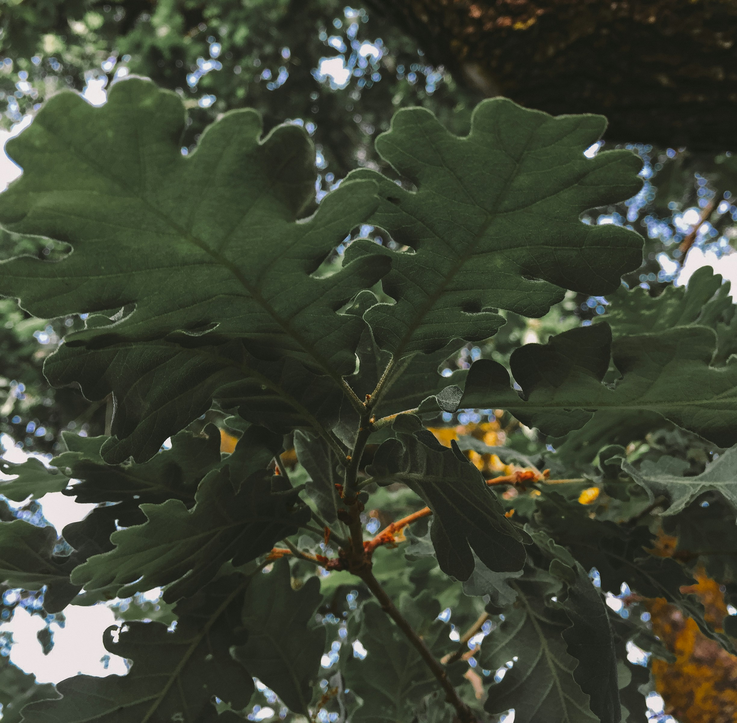 rahiq ali (@rahi_0q) | Unsplash Photo Community