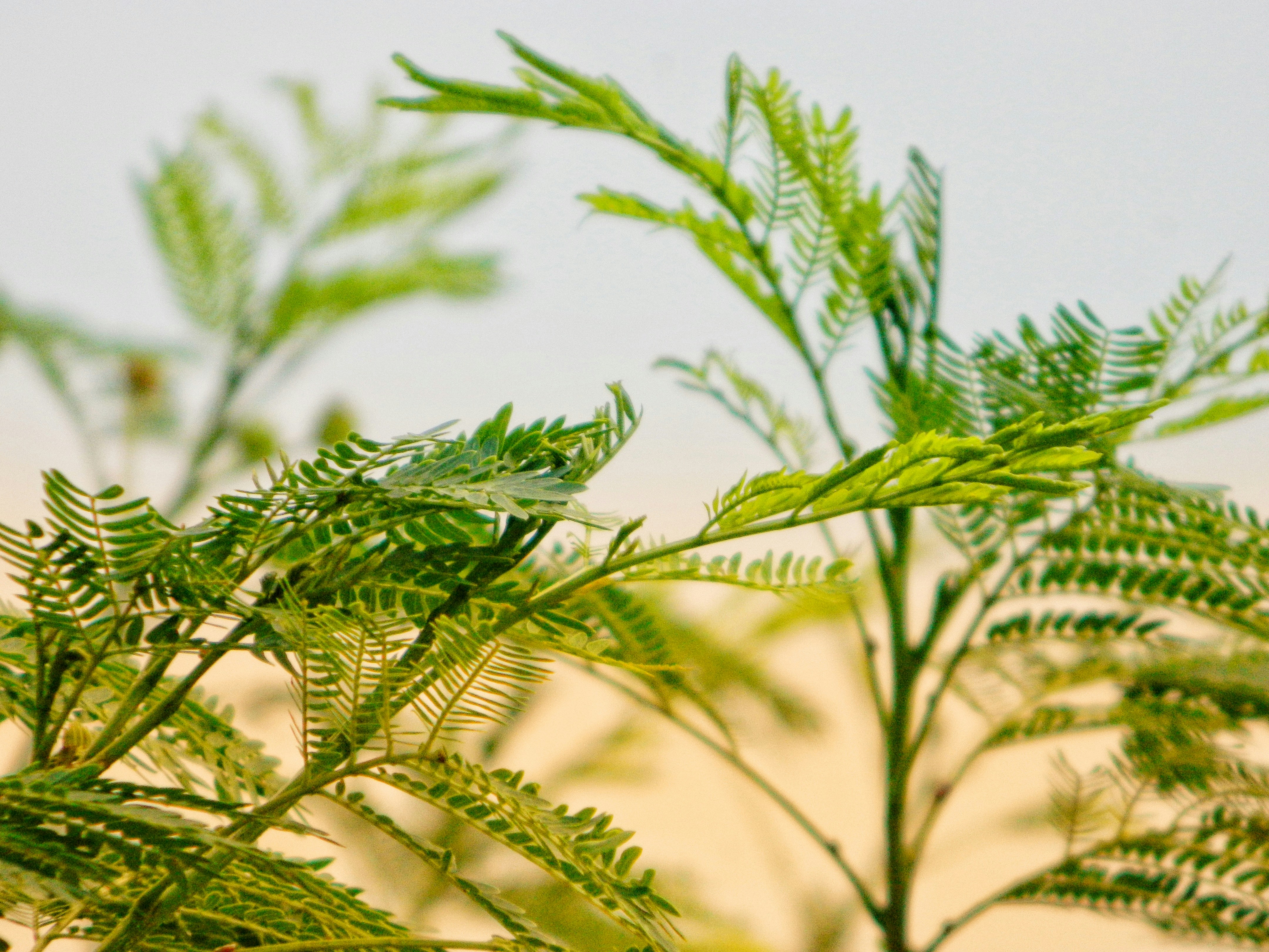 Photo by gouravnagar