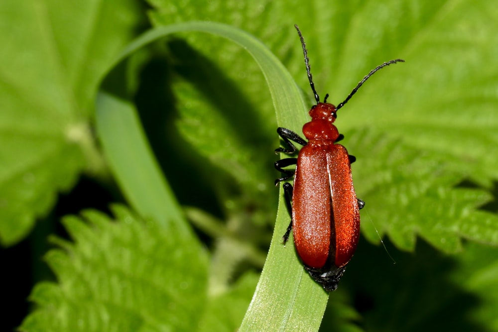 낮 동안 클로즈업 촬영에서 녹색 잎에 자리 잡은 붉은 딱정벌레