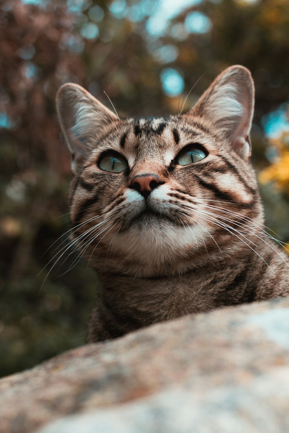 brown tabby cat on brown rock