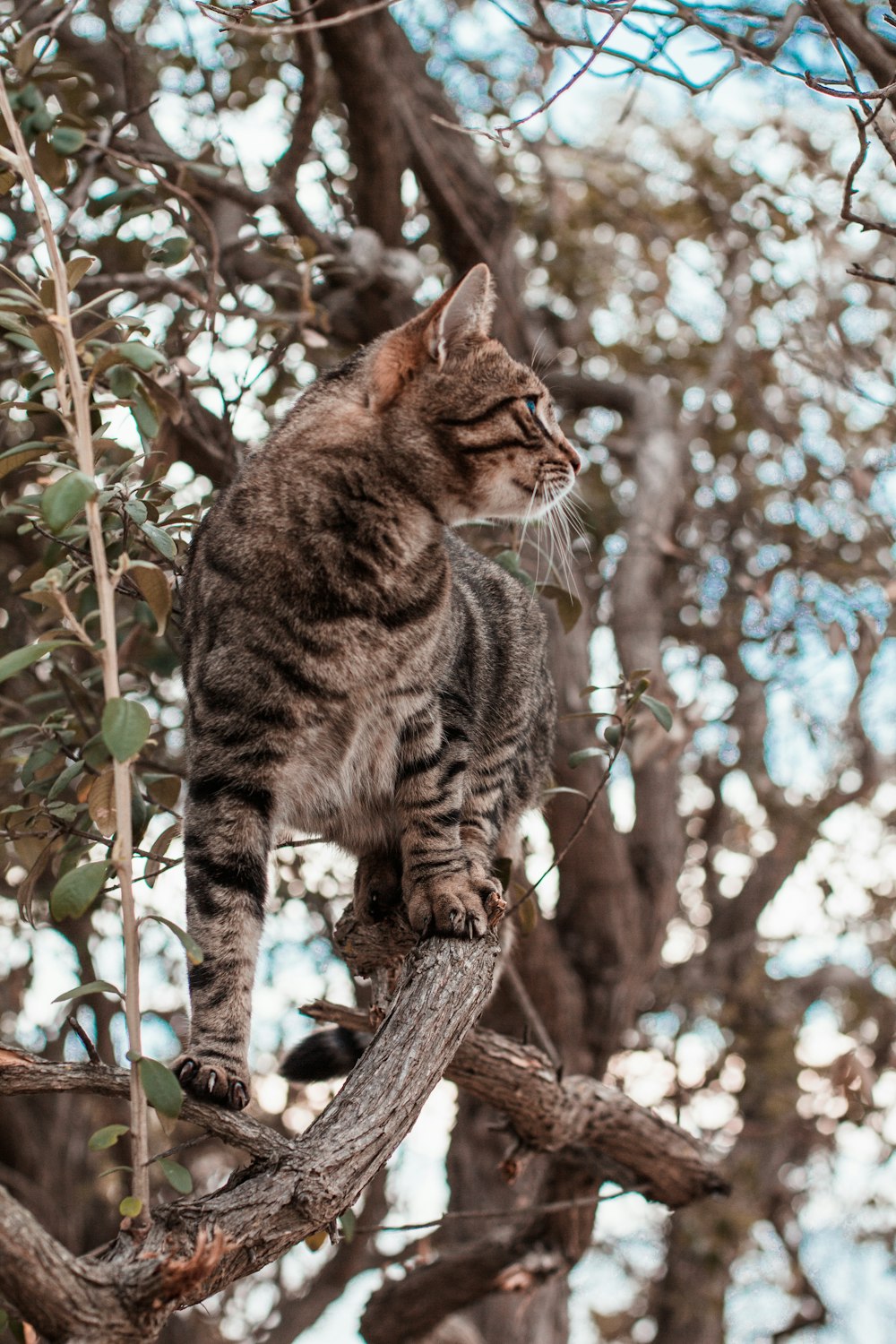 brown tabby cat on brown tree branch