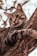 brown tabby cat on brown tree