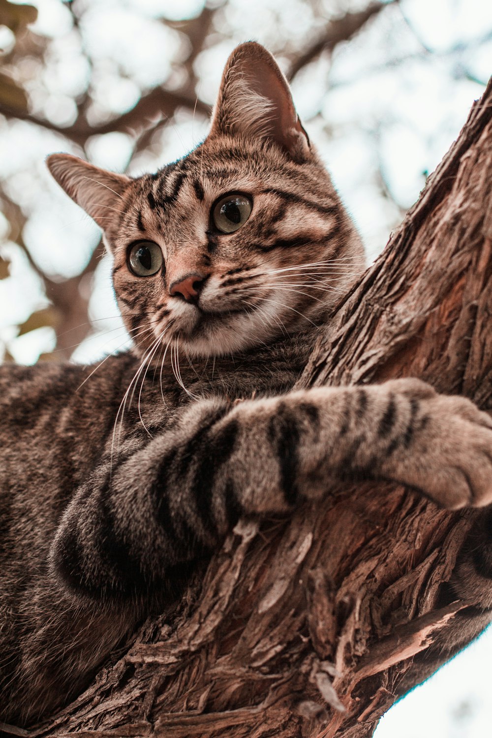 茶色の木の上の茶色のぶち猫