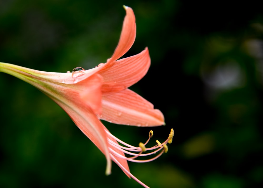 red and yellow flower in tilt shift lens