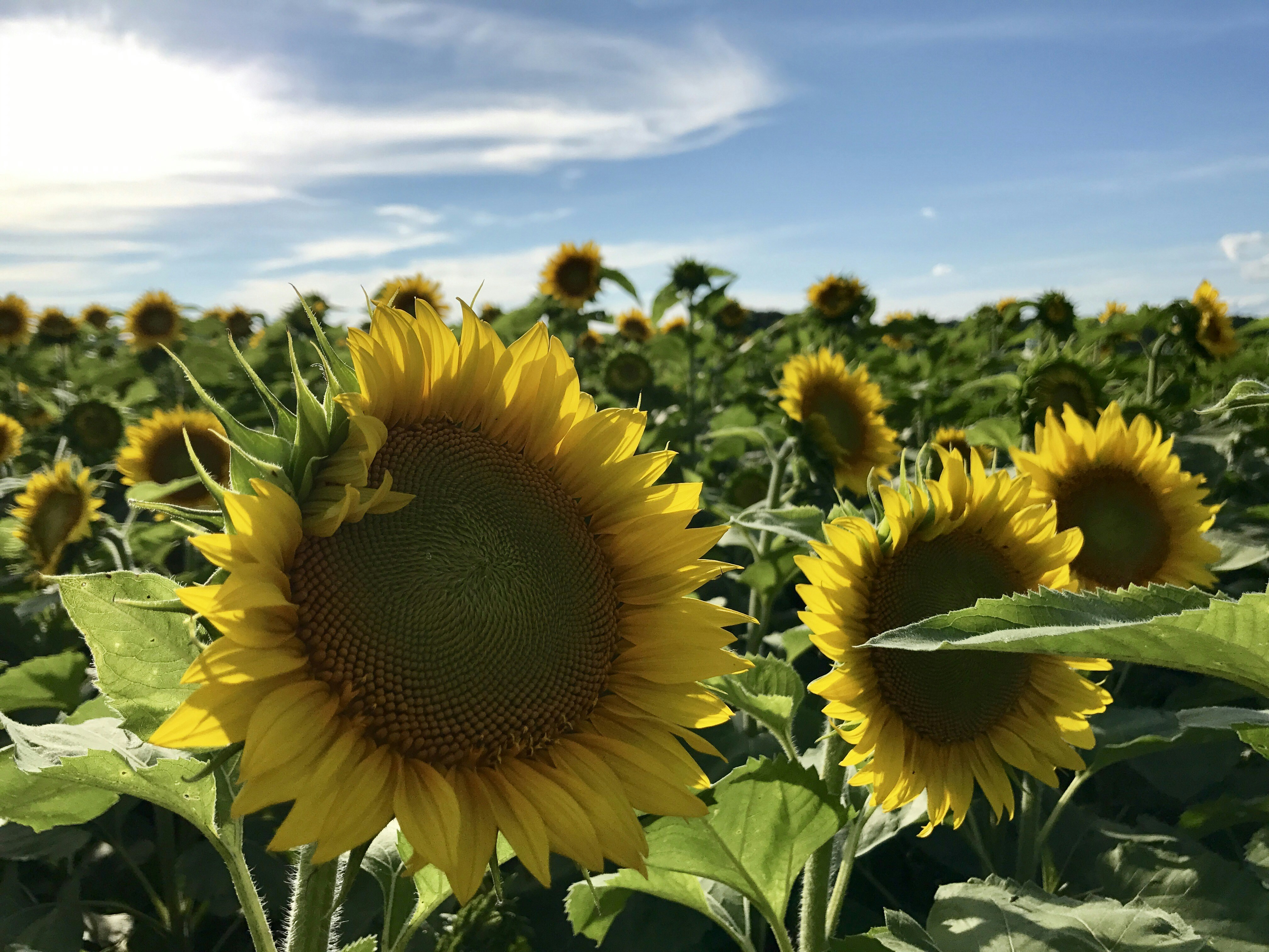 sunflower field under blue sky during daytime, Sunflowers in the hudson valley, NY.