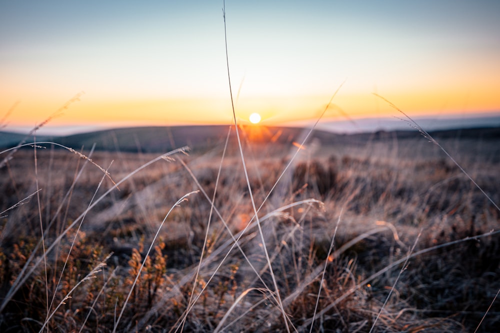 brown grass field during sunset