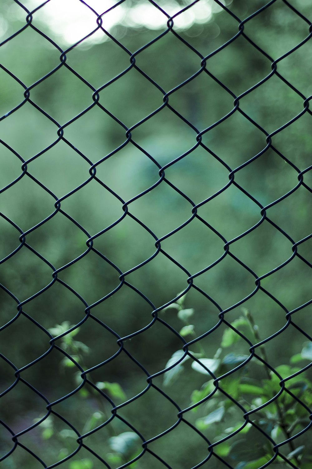 green metal fence with green plants
