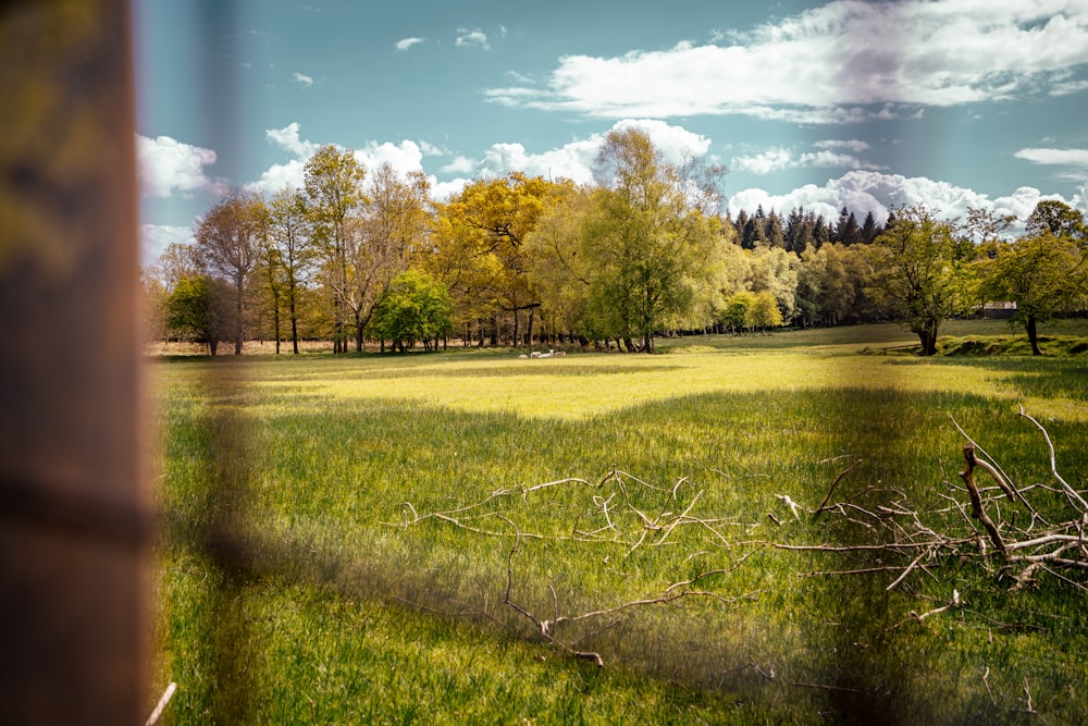 a person standing on a lush green field