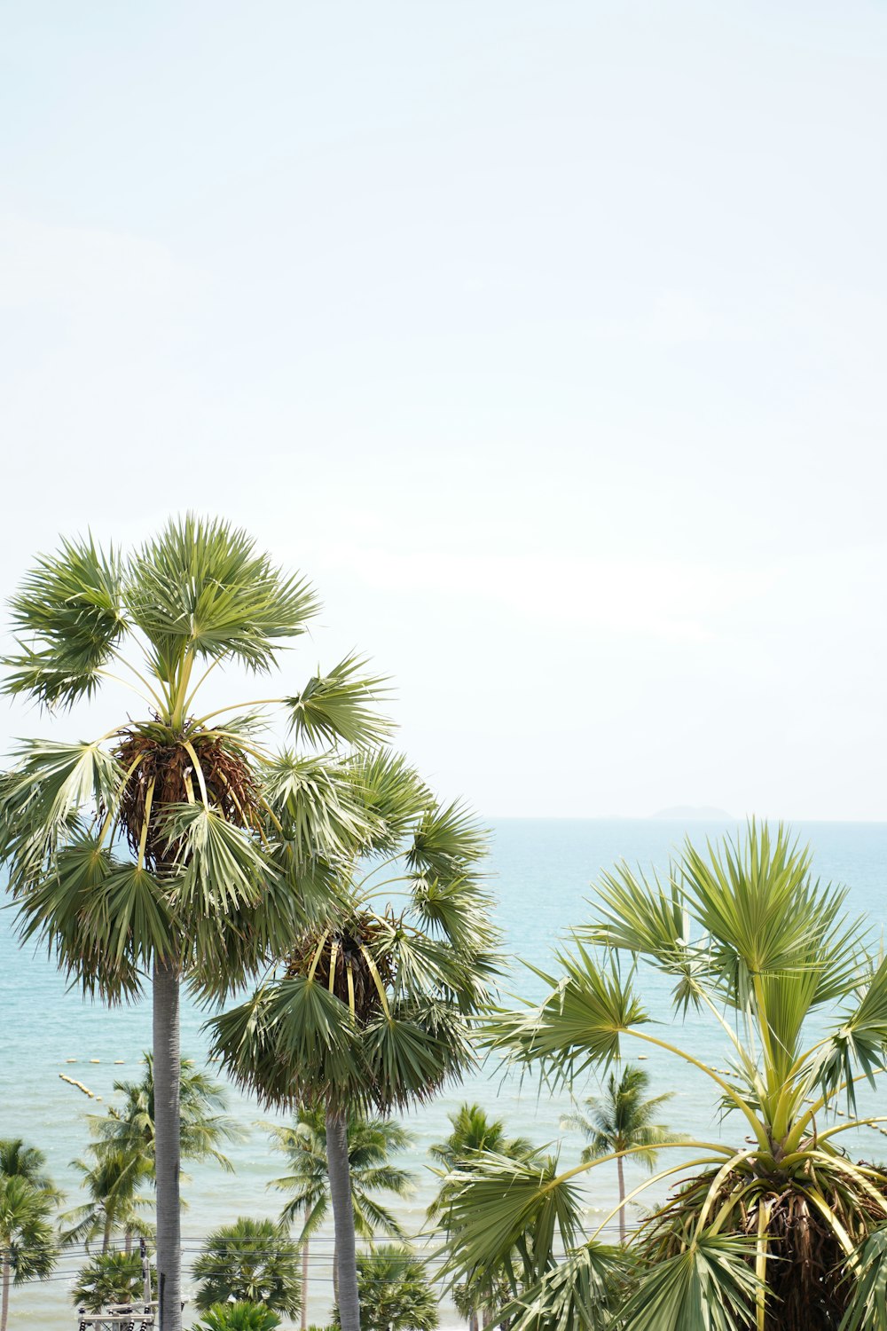 green palm tree near sea during daytime