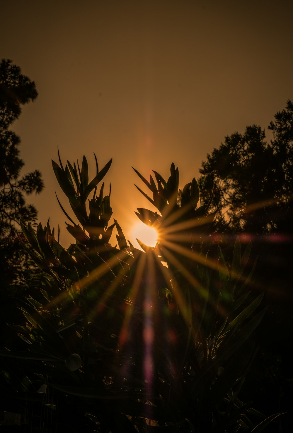 sun rays coming through green trees