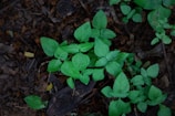 A cluster of vibrant green leaves on several small plants growing from a bed of dark brown soil and mulch. The leaves are broad and slightly oval-shaped, with visible veins and a glossy texture. Some small twigs and dry leaves are scattered on the ground, adding a natural, earthy contrast.