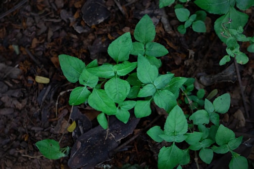 A cluster of vibrant green leaves on several small plants growing from a bed of dark brown soil and mulch. The leaves are broad and slightly oval-shaped, with visible veins and a glossy texture. Some small twigs and dry leaves are scattered on the ground, adding a natural, earthy contrast.
