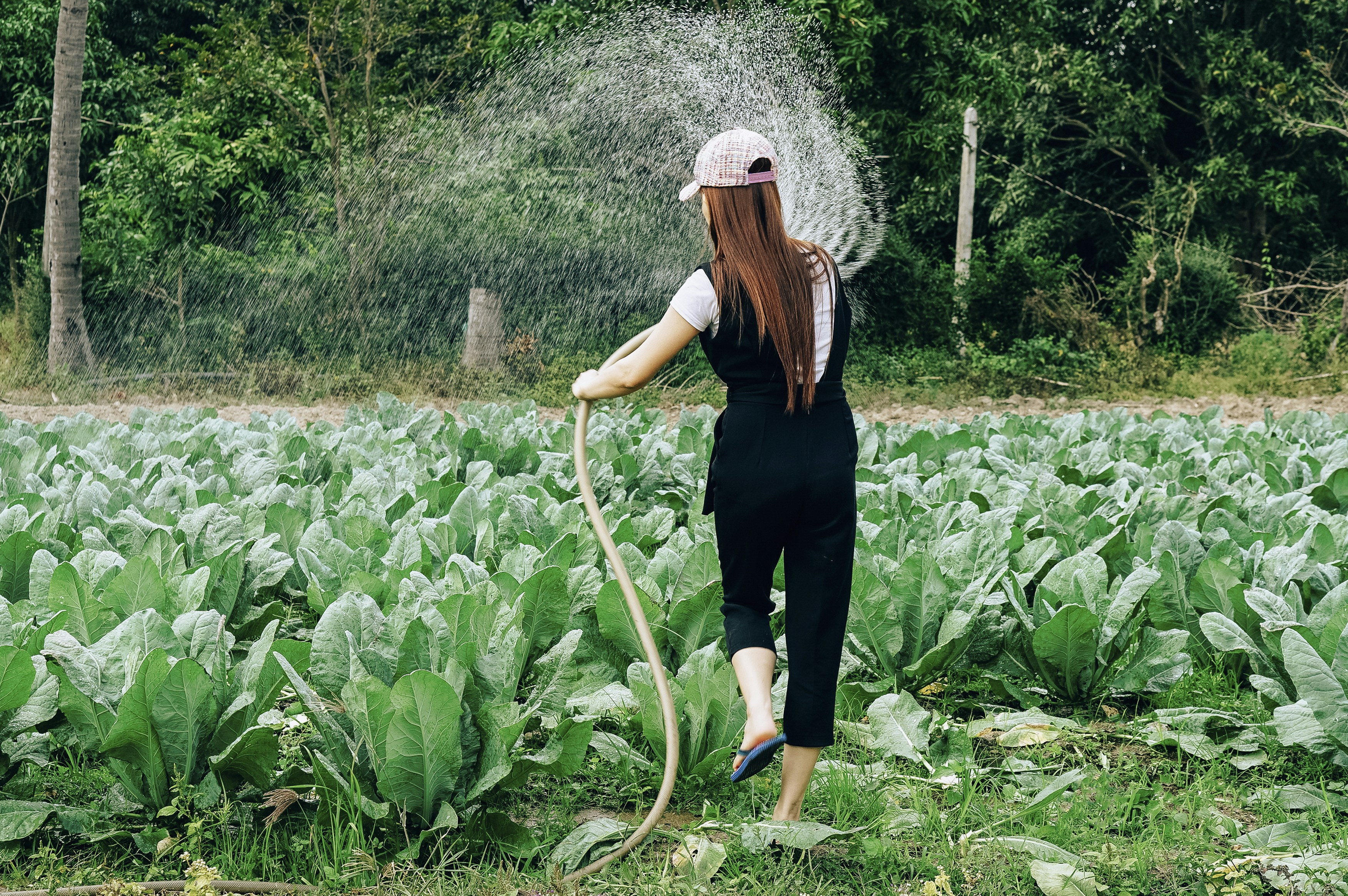 Beautiful young female watering in organic vegetable farm