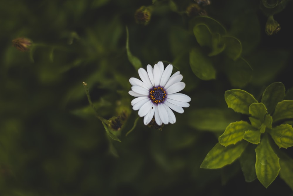 white flower in tilt shift lens