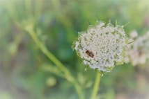 A macro view of a white flower with intricate tiny petals, accompanied by a small insect perched at the center, providing a close-up look at nature's detail. The background is a soft blur of green and yellow hues, highlighting the flower as the main focal point.