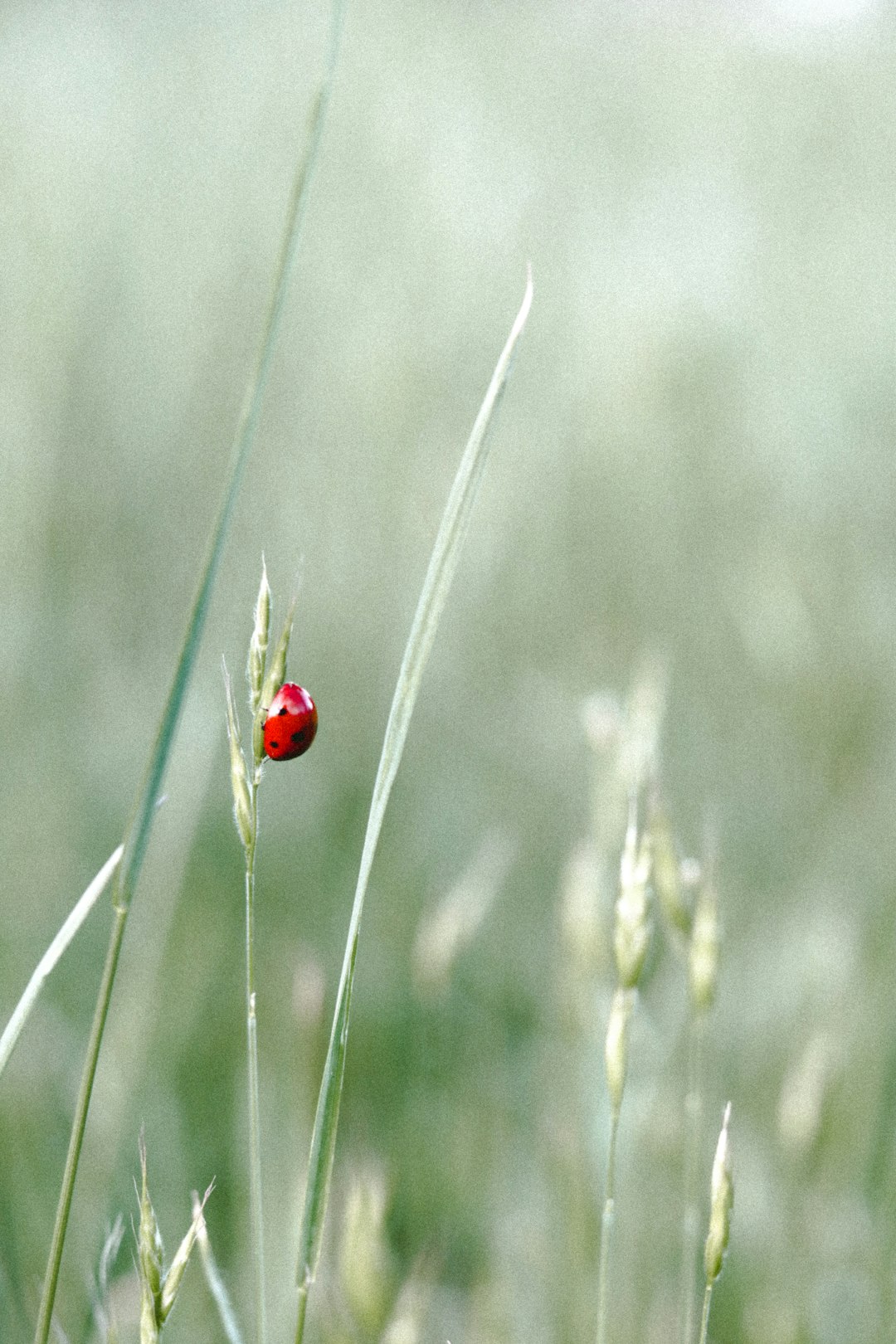 red ladybug on green grass during daytime