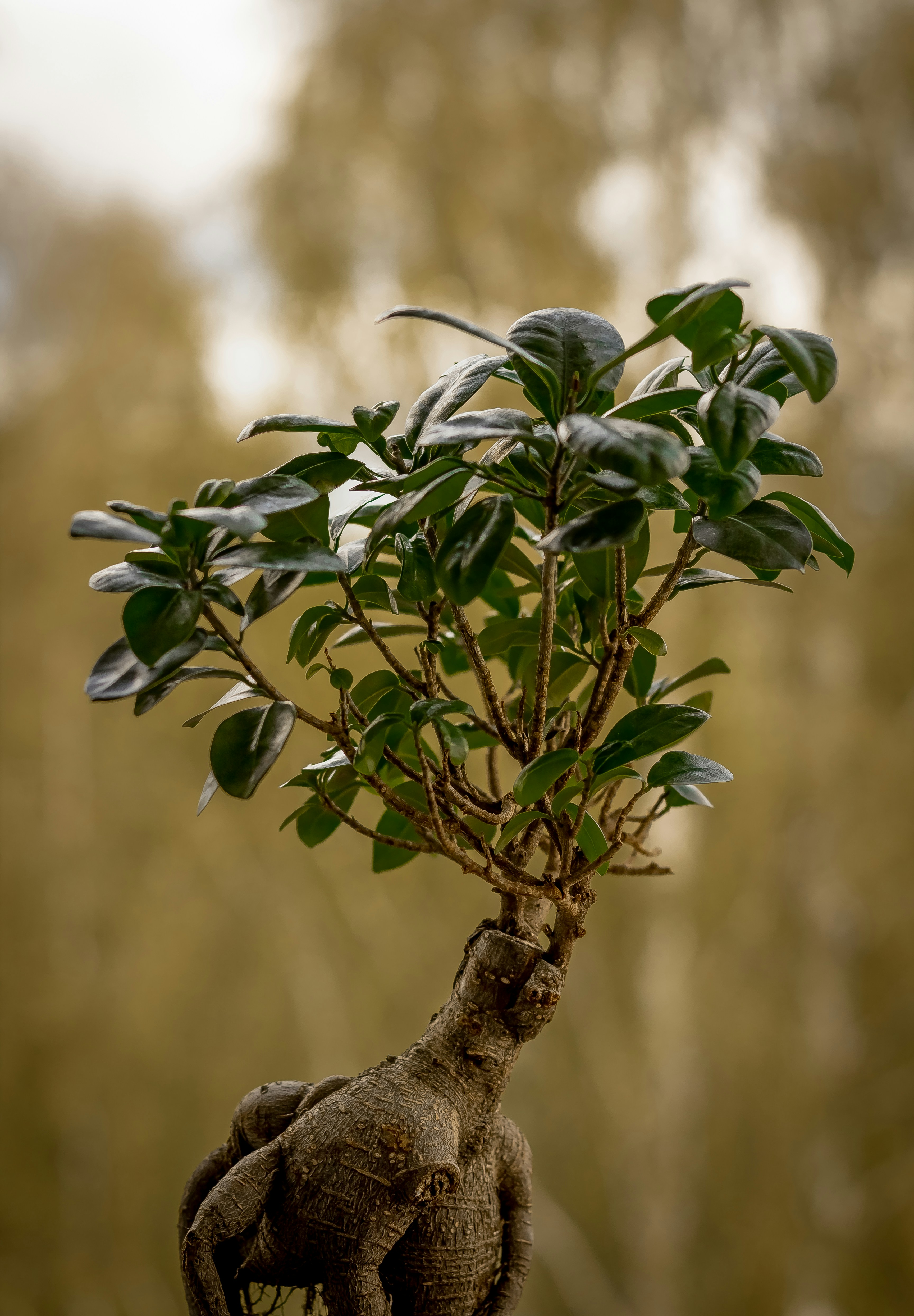 woman wearing yellow long-sleeved dress under white clouds and blue sky during daytime