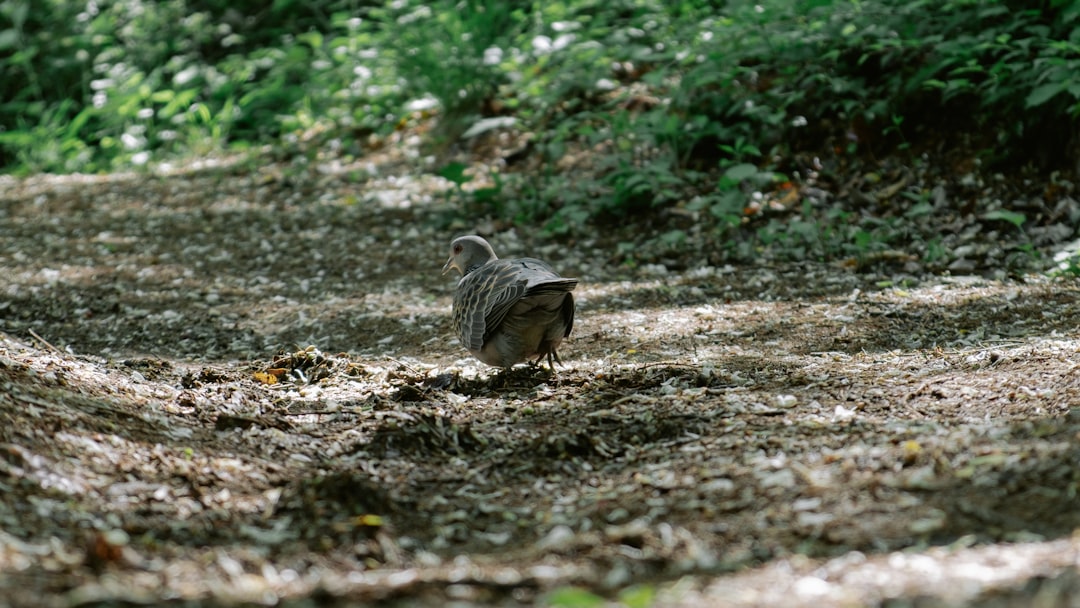 brown and white bird on ground during daytime