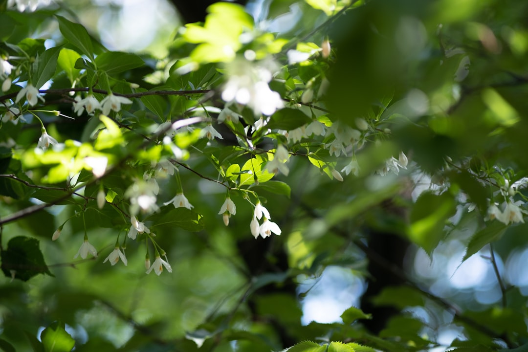 white flowers in tilt shift lens