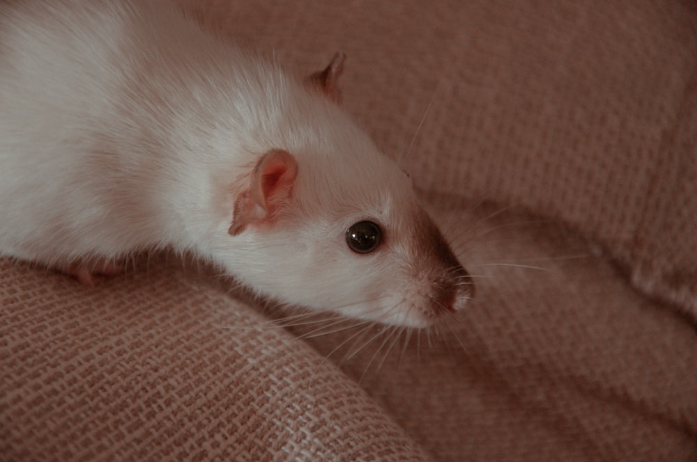 ratón blanco sobre textil marrón