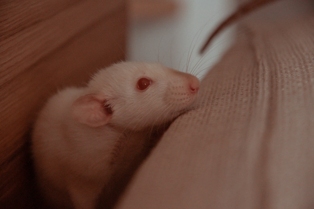 white rodent on persons hand