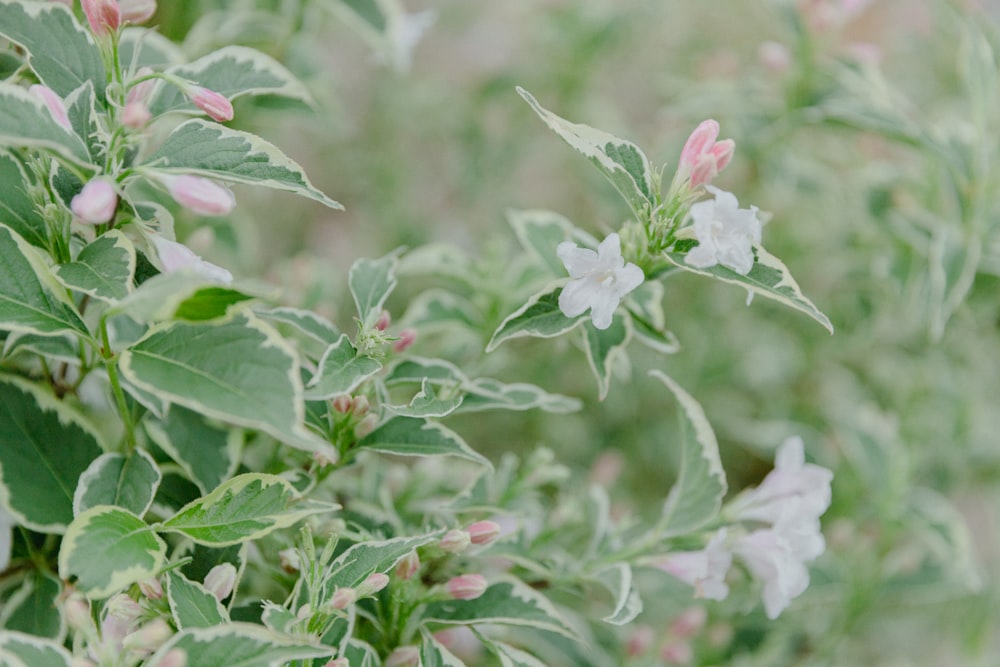 a close up of a plant with pink and white flowers