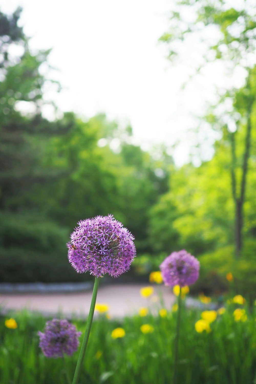 purple flower in tilt shift lens