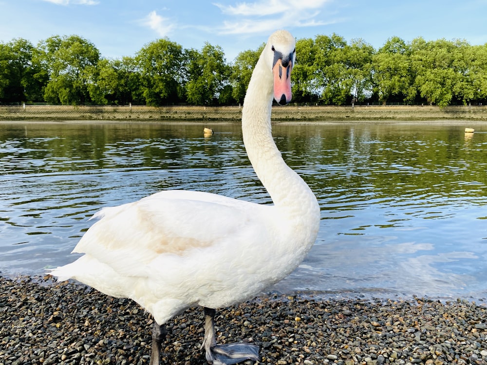 white swan on lake during daytime
