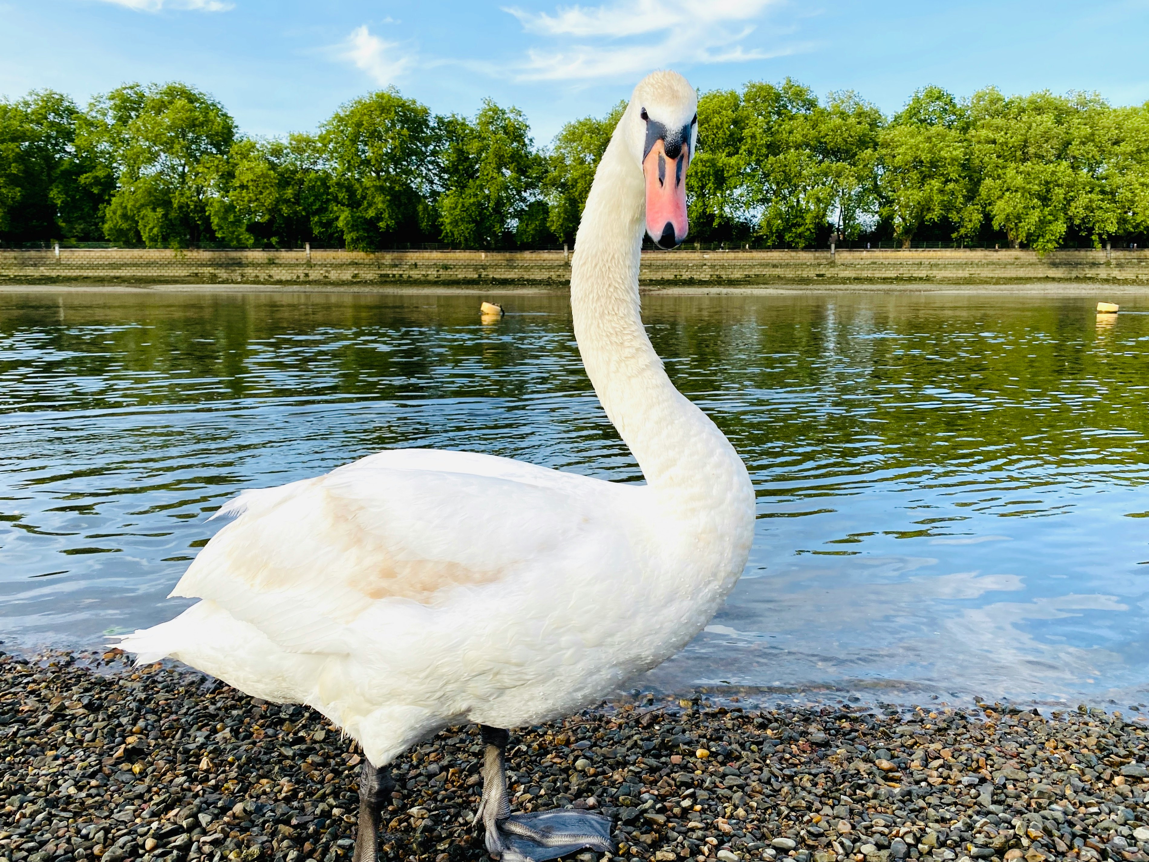 white swan on lake during daytime