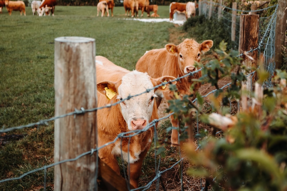 white and brown cow on green grass field during daytime