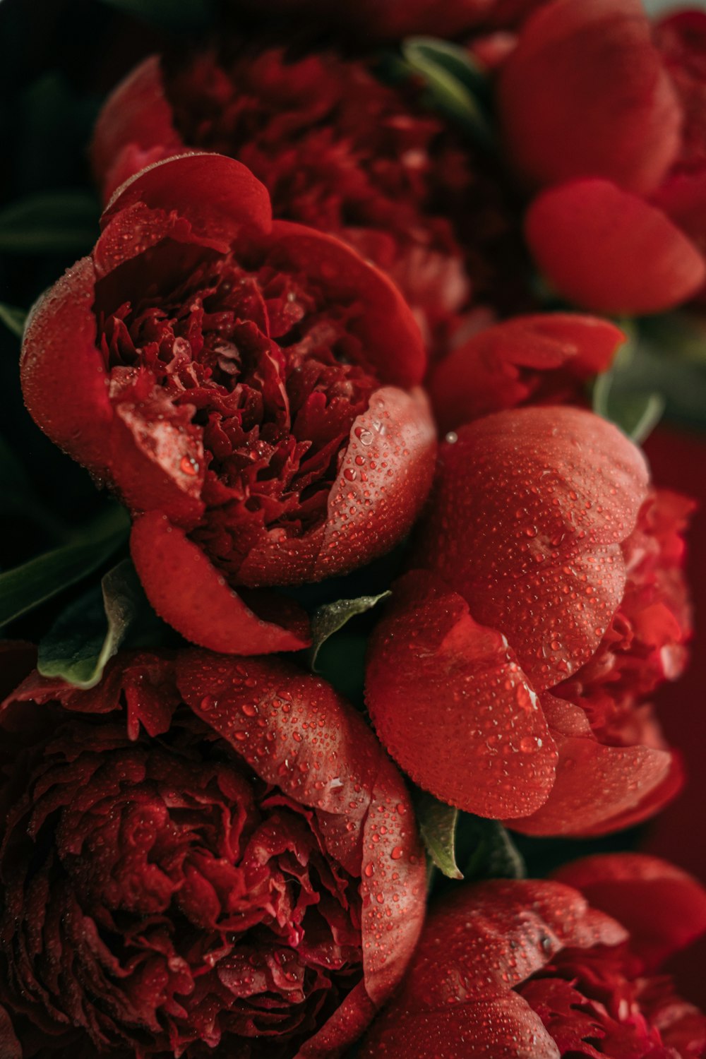 red roses in close up photography