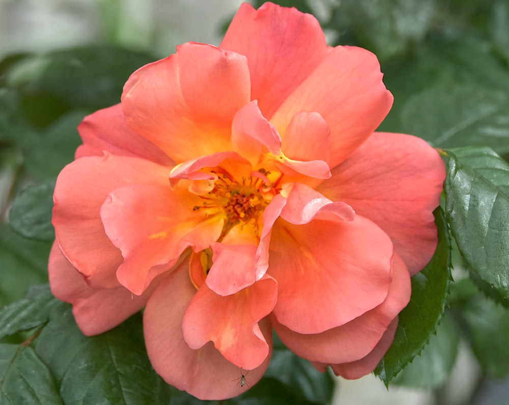 pink flower in tilt shift lens