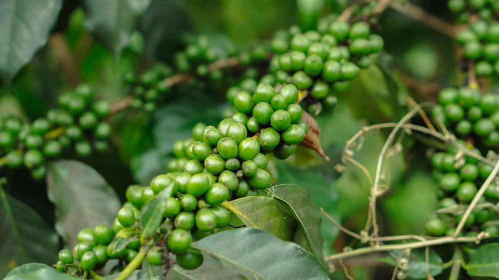 Frutta rotonda verde su foglie verdi