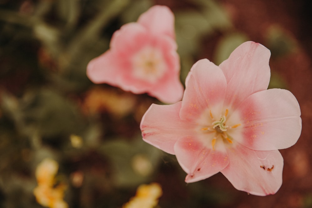 pink flower in tilt shift lens