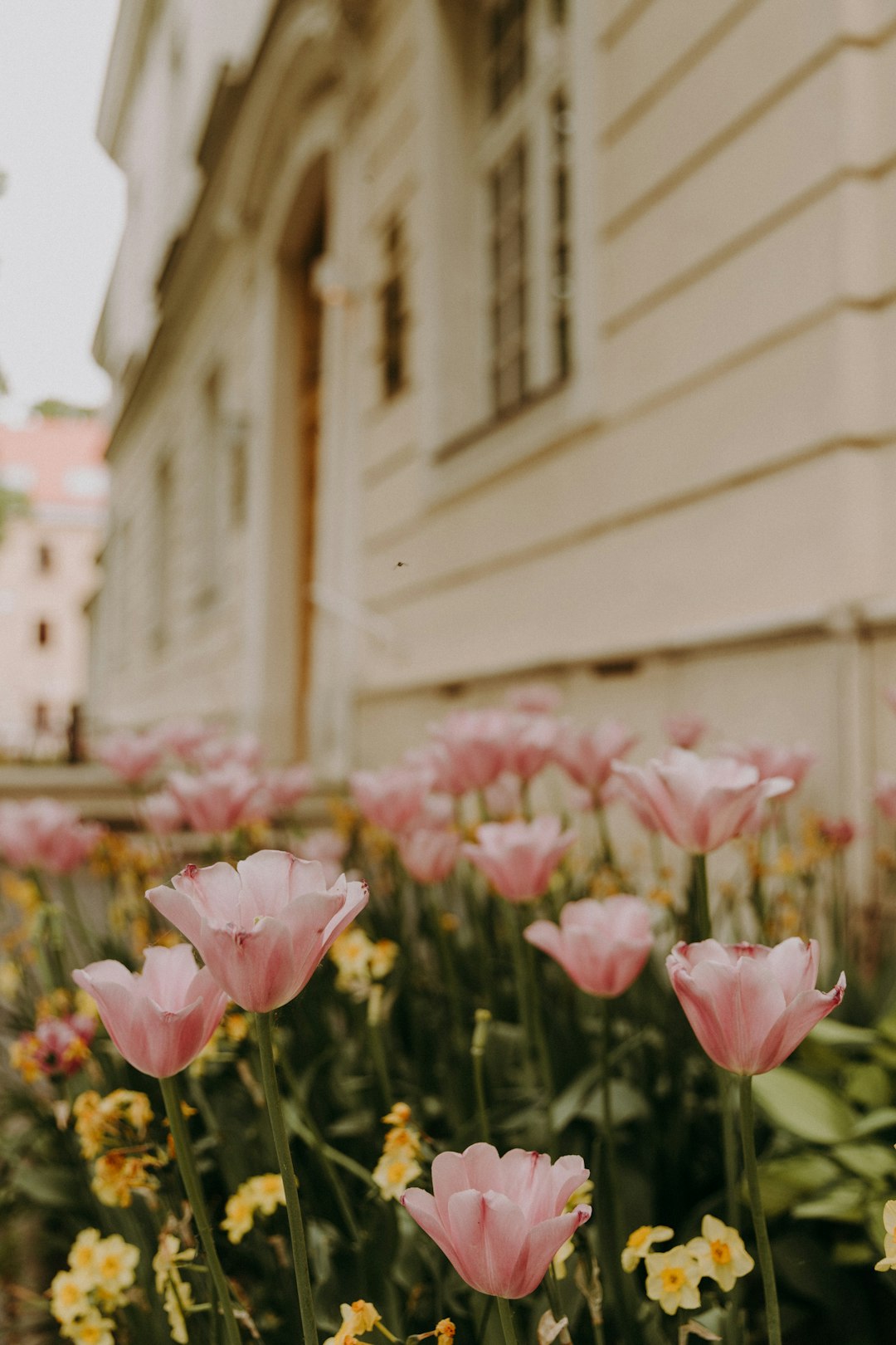 pink and white flowers in tilt shift lens