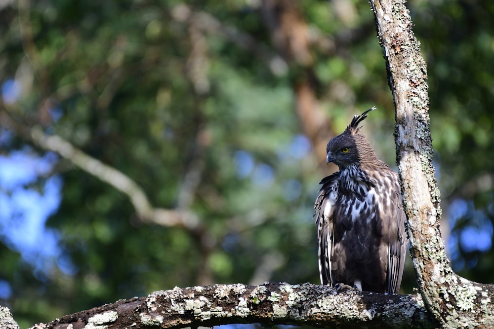 a bird is perched on a tree branch