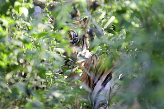 Close-up of a majestic Royal Bengal Tiger peeking through dense mangrove foliage.