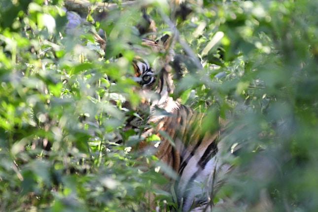 A tiger partially obscured by dense greenery, peering through the foliage with only its face and parts of its striped body visible.