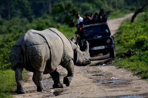 people walking on brown sand near gray elephant statue during daytime