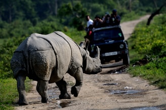 people walking on brown sand near gray elephant statue during daytime