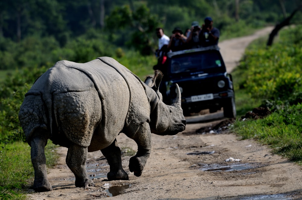 Gente caminando sobre arena marrón cerca de la estatua de elefante gris durante el día