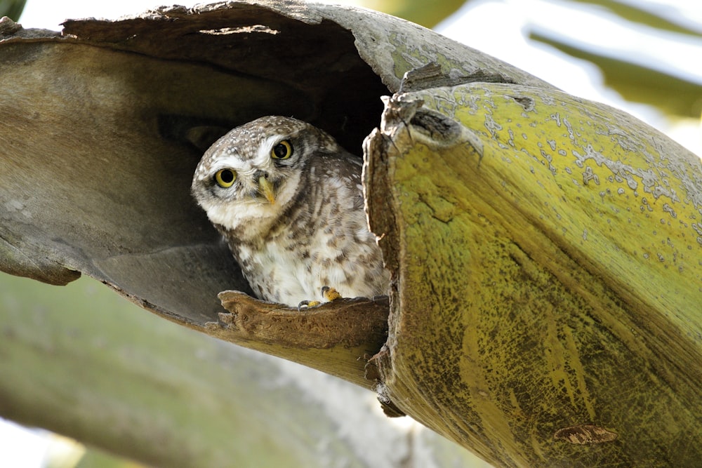 a small owl is sitting in a tree